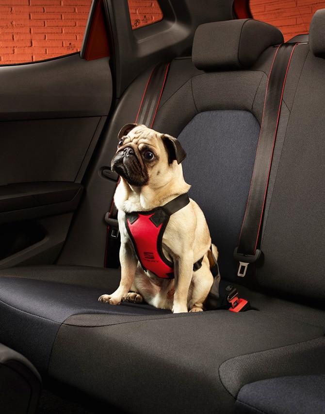 perro-sentado-seat-ibiza-asientos-asiento-arnés-para-perro